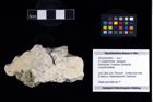 Foto (Objekt + Etikett) von cf. Longodromites  (NHMW-GEO-2016-0225-0001)